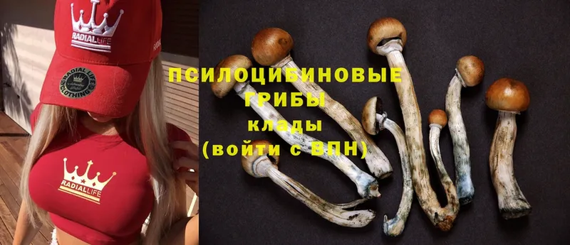 Псилоцибиновые грибы MAGIC MUSHROOMS  даркнет сайт  Калининск 